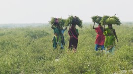 At a mangrove patch near Khambhat in Gujarat. Photo by Bharat Jethva