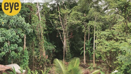 Maggie showed me the hidden places of Goa and we sworn never to reveal them to builders, tourists or marauders. (Credit: Nilanjana S Roy)