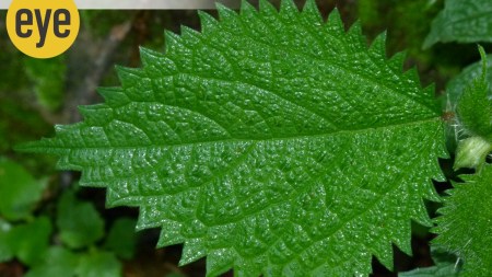 Solar panel par excellence (Credit: Ranjit Lal)
