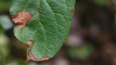 Alternaria leaf spot in apple orchards, Alternaria leaf spot Himachal Pradesh, Alternaria blight apple trees, Alternaria leaf spot spreading, Alternaria leaf spot apple damage, Alternaria fungus apple plants, Apple orchards alternaria outbreak, Alternaria leaf spot Solan district, Dr YS Parmar University alternaria, Alternaria apple leaf spot alert, Apple leaf spot fungus control, Himachal Pradesh apple blight, Alternaria leaf spot experts advice, Apple crop alternaria infection, Managing alternaria leaf spot, Apple orchard fungus treatment, Alternaria leaf spot prevention, Apple plant disease Himachal, Fungus affecting apple leaves, Alternaria blight management, Apple leaf disease outbreak, Alternaria impact on apple yield, Apple farming alternaria issues, Apple orchard disease alert, Horticulture department alternaria, Weather impact alternaria apple, Apple farmers alternaria advice, Alternaria leaf spot sprays, Apple crop protection alternaria, Himachal apple economy blight