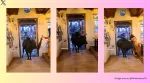 The viral clip shows the bull standing at the cafe's entrance, blocking two customers.