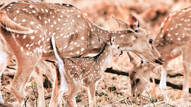 shifting of cheetahs, Chital stock in Kuno, Project Cheetah, Kuno national park, Gandhi Sagar wildlife sanctuary, total cheetahs at Kuno, Indian express news