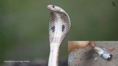 A viral video shows a cobra struggling to spit out a bottle of cough syrup (Image via Pexels)