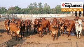 Too much milk powder