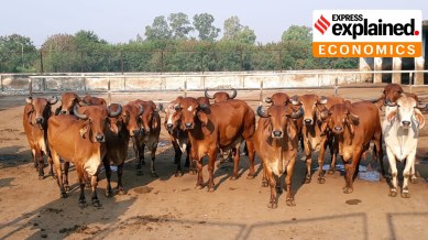 Too much milk powder