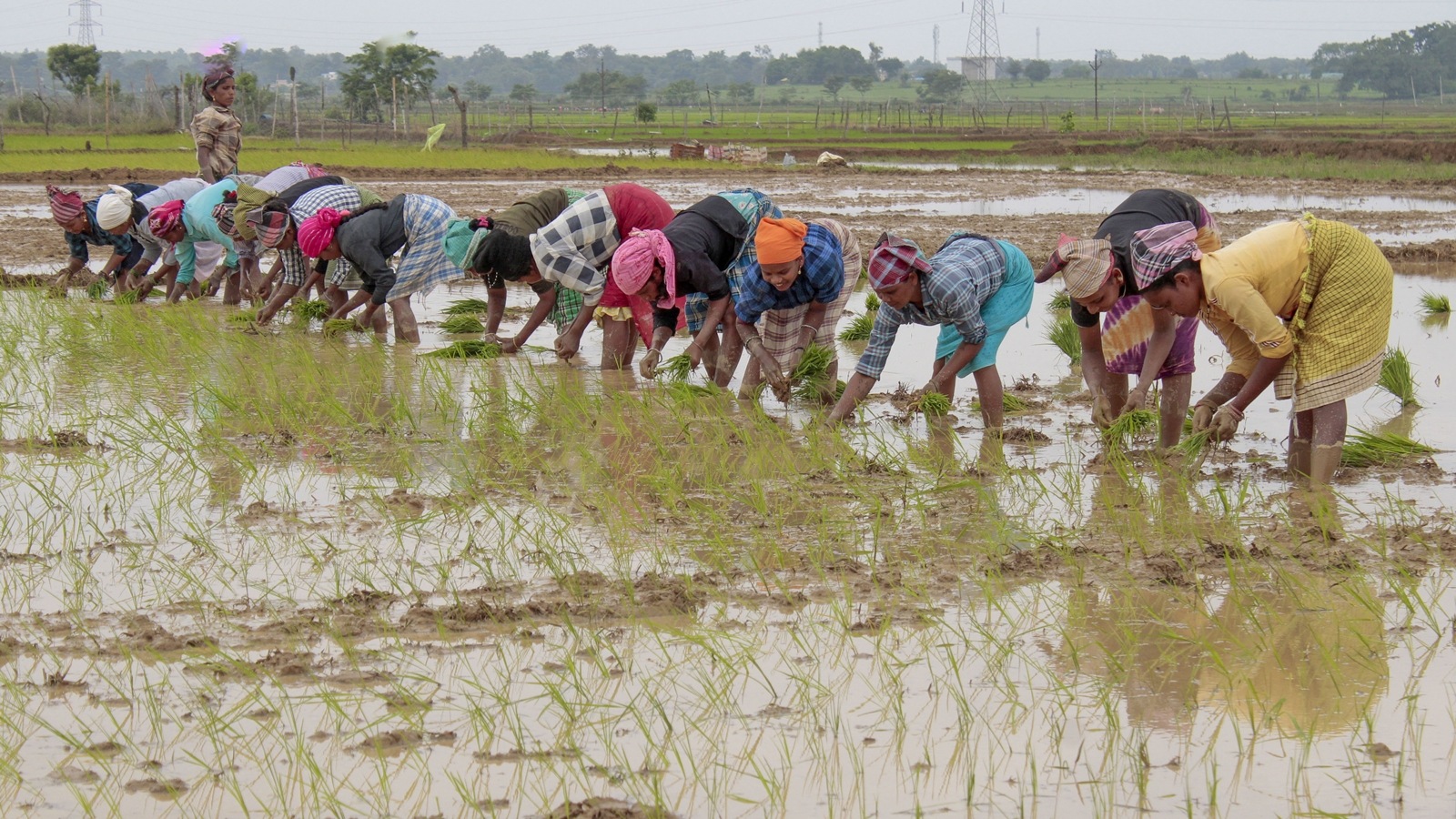 Crop insurance coverage drops in FY24 as 4 top insurers cut exposure