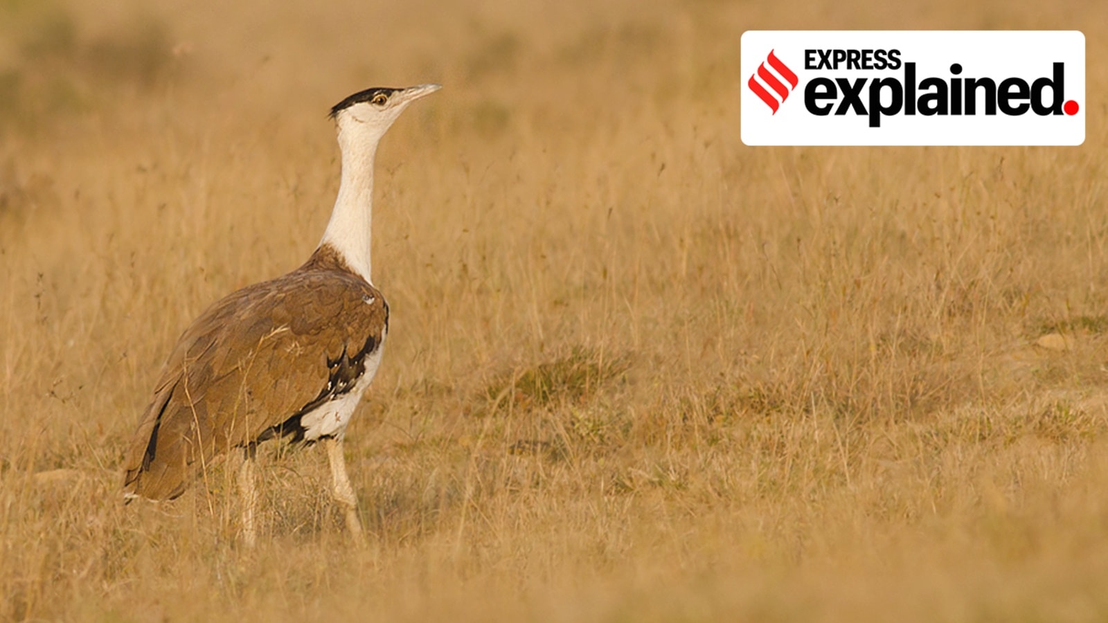 Explained: Critically endangered Great Indian Bustards’ recovery ...