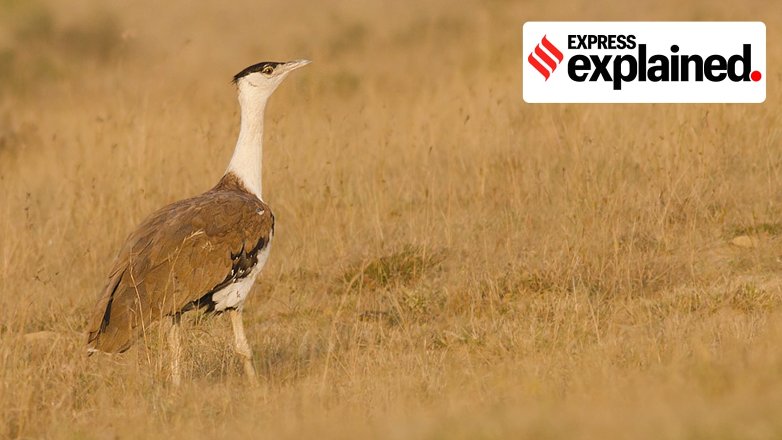 The Great Indian Bustard is a large bird found only in India. It is known to be a key indicator species of the grassland habitat, which means its survival also signals the health of grassland habitats.