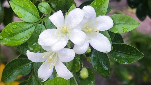 Madhukamini
