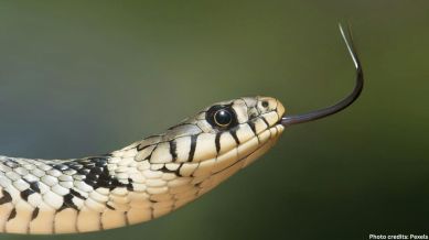 snake
