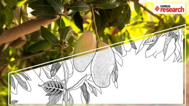 Mangoes