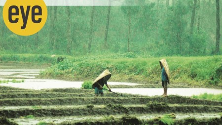 Paddy fields in Meghalaya