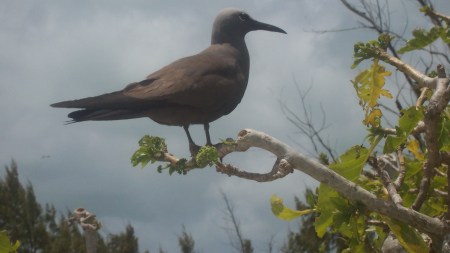 Maldivian seabird, Maldivian seabird died, sooty noddy, Navi Mumbai residential complex, WWA Wildlife Rehabilitation Centre, Thane, Anous tenuirostris, Seawoods NRI complex, Wildlife Welfare Association, Bombay Natural History Society, forest department, Indian express news