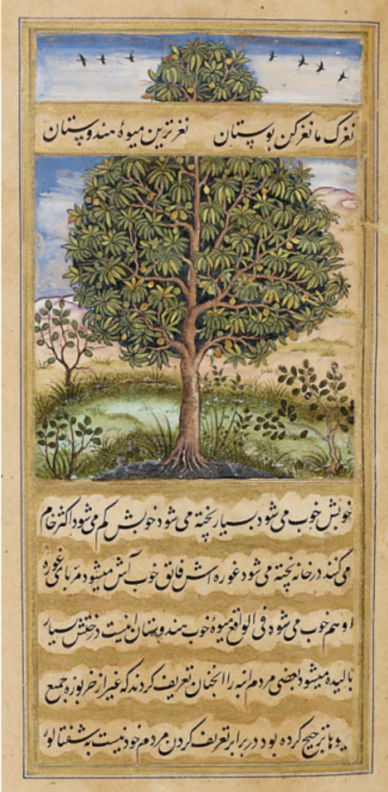 Painted in 1590 by artist Sarjan, this illustrated folio from the Memoirs of Babur depicts a mango tree