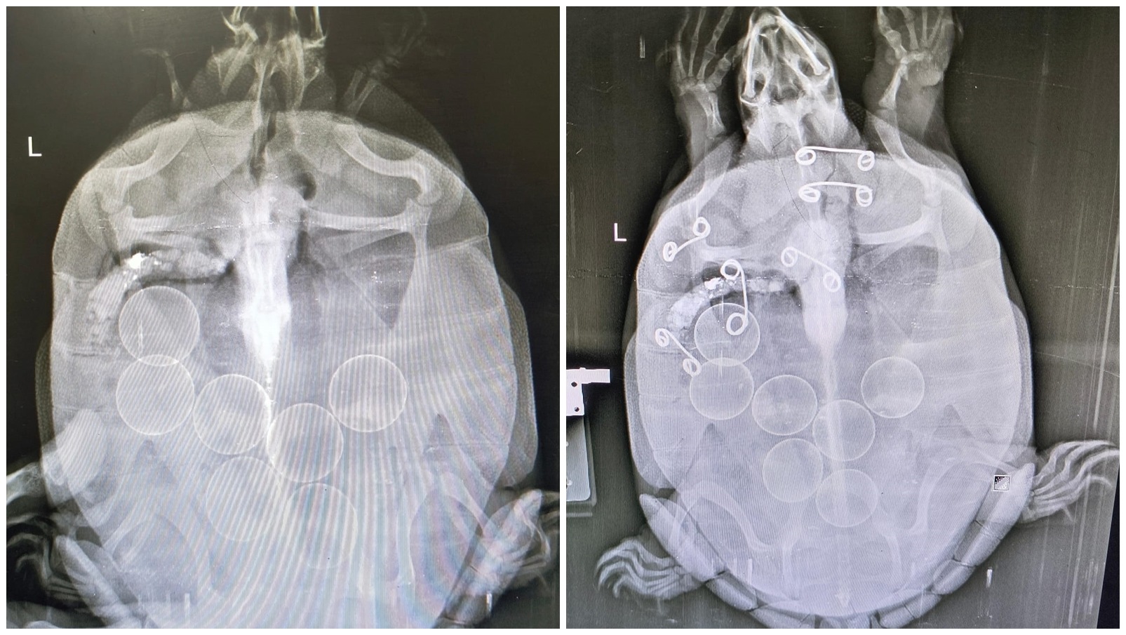 A highway rescue act, a turtle with patched-up shell — and now a wait