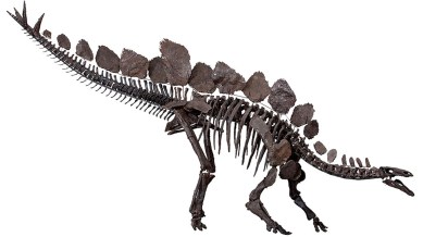 A, mounted skeleton in right lateral view and B, laid out with missing elements reconstructed before mounting.