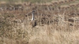 Govt approves `56 crore for next phase of conservation plan for Great Indian Bustard