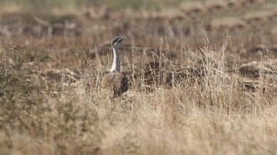 Govt approves `56 crore for next phase of conservation plan for Great Indian Bustard