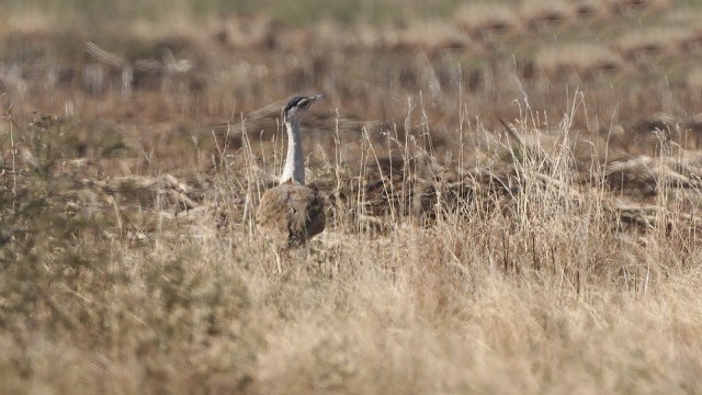 Govt approves `56 crore for next phase of conservation plan for Great Indian Bustard