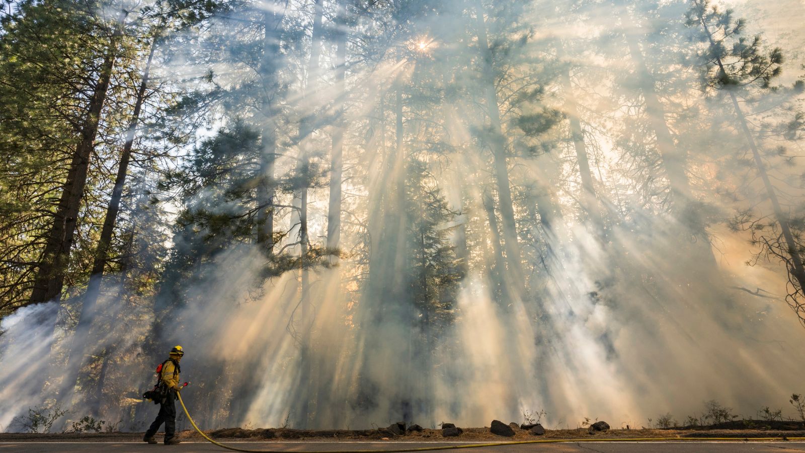 Study links wildfire smoke to increased dementia risk | World News ...