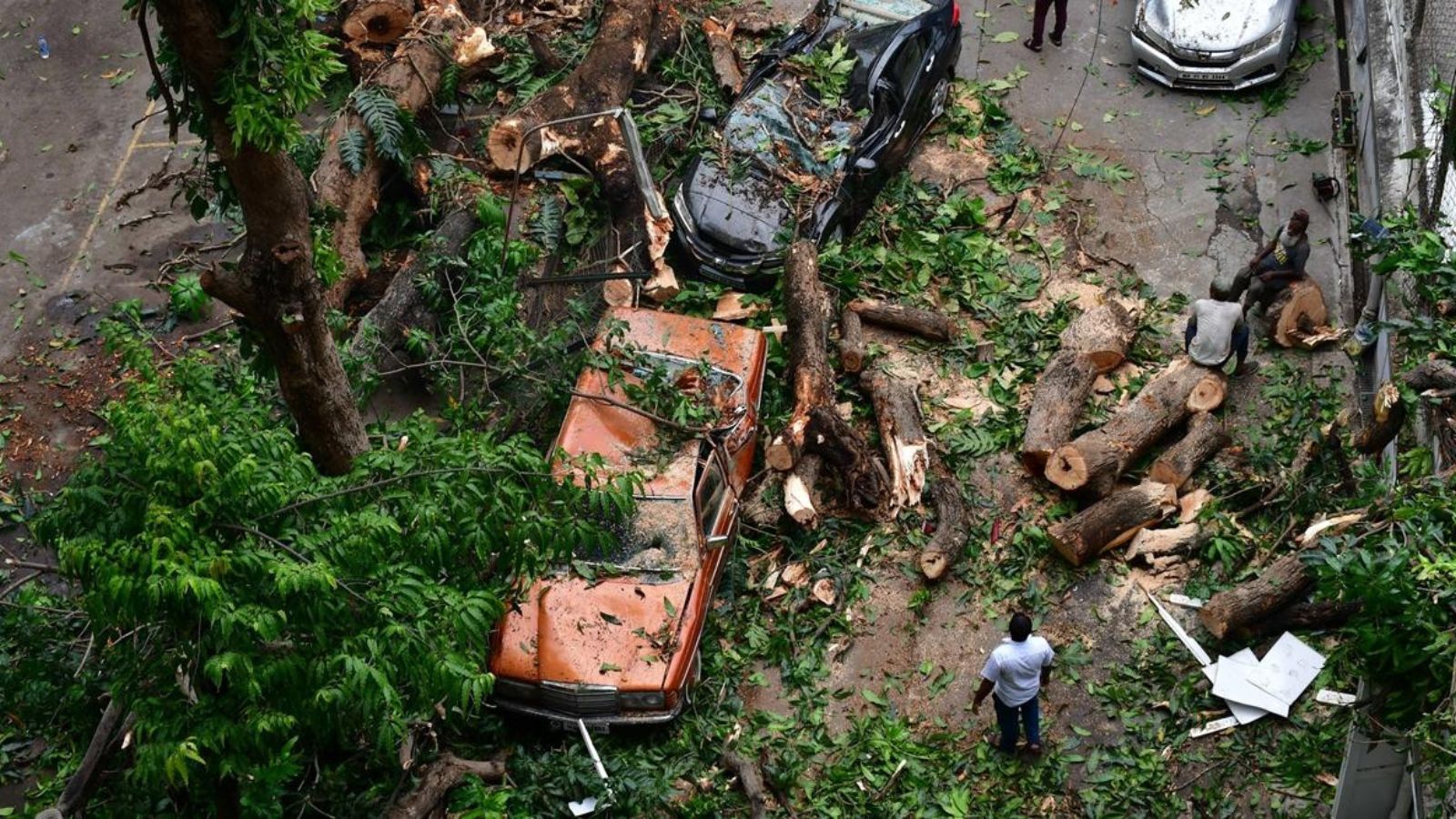 Tree Collaps 57-yr-old woman dies in tree collapse in Mumbai; second case in 2 days