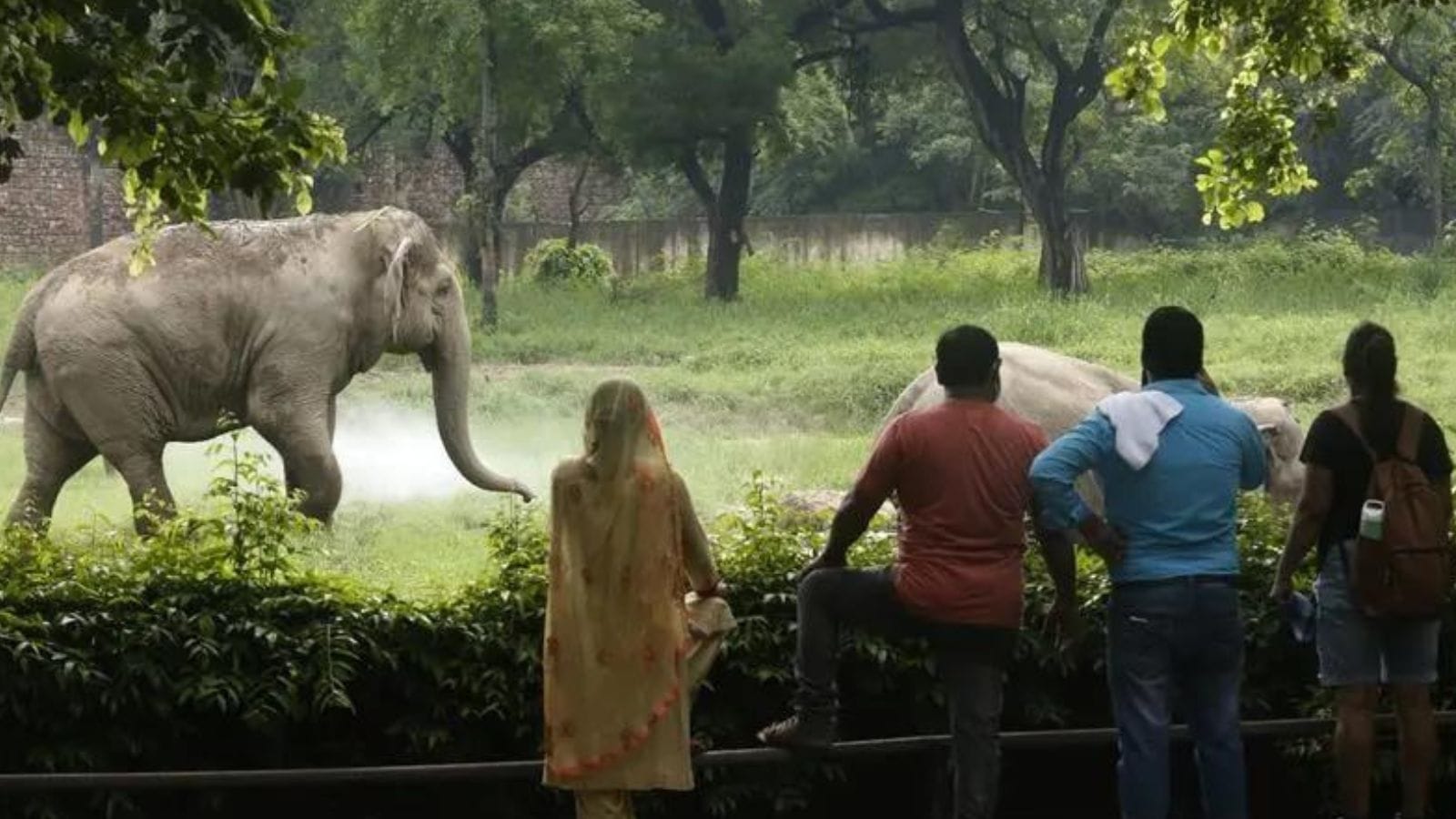 The herbivores at the two centres include Himalayan musk deer, barking deer, Himalayan tahr, and pheasants, including Himalayan monal, common pheasant, and Kalij pheasant. Himachal Pradesh