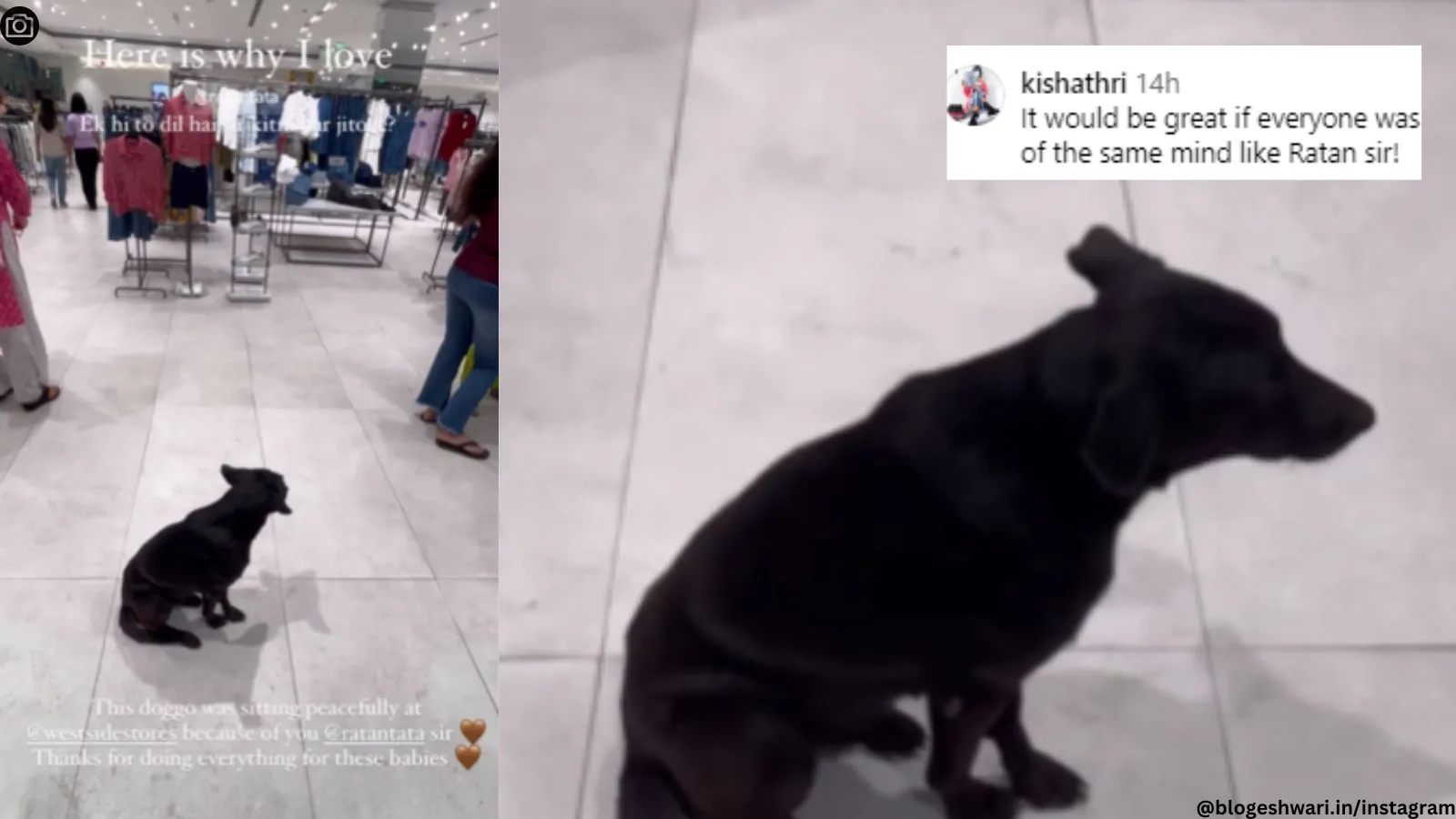 Video of stray dog seeking shelter at Mumbai West Side store during rain viral, netizens praise Ratan Tata – The Indian Express 