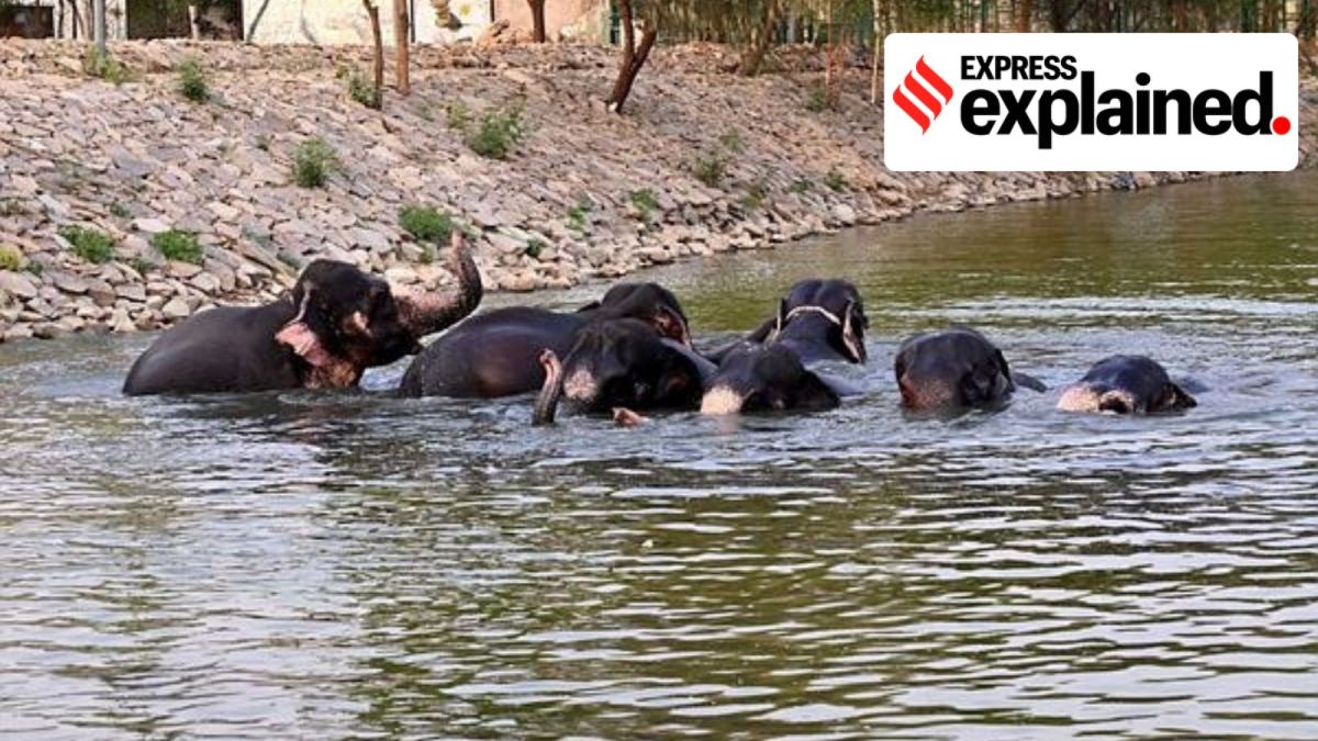 elephant herd babies bathing