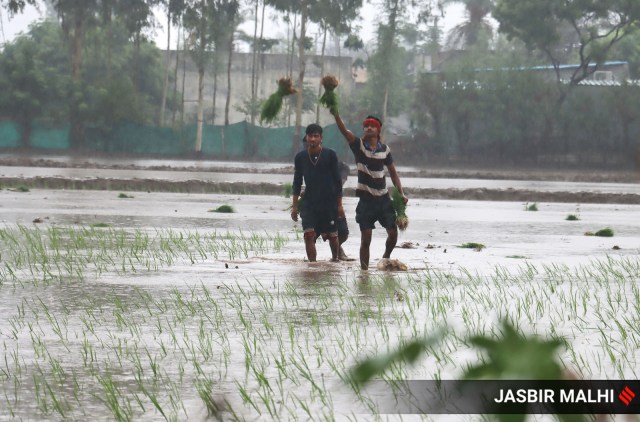 This budget should prioritise the need of Indian agriculture; lower estimated expenditures will not be sufficient to meet the demands arising out of the economic distress ailing the agricultural sector. (Express file photo by Jasbir Malhi)