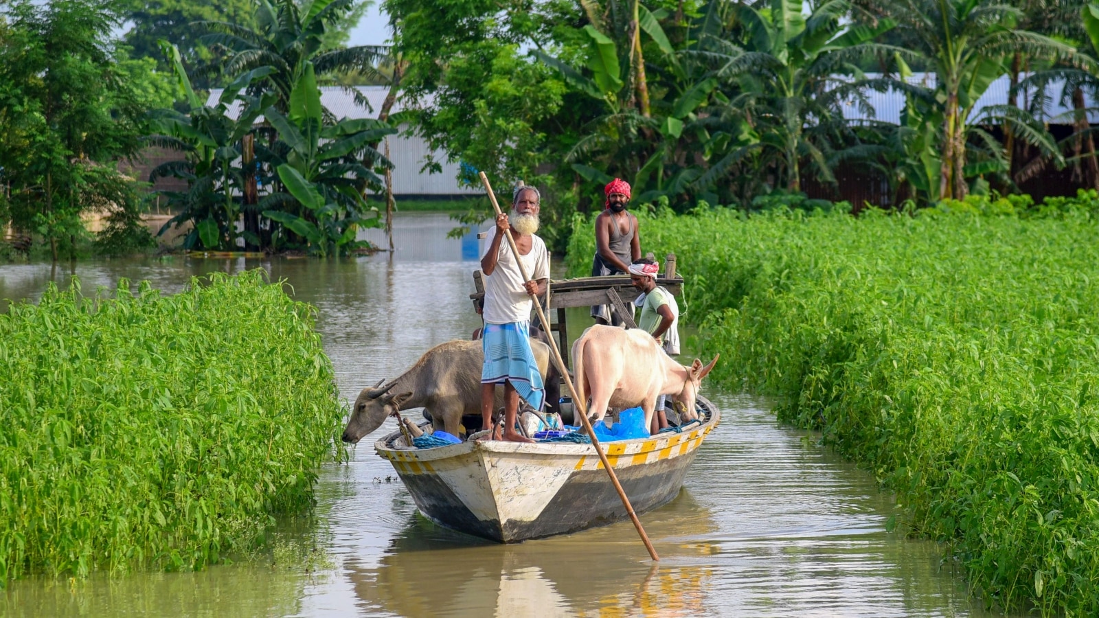 Lakhs of people displaced, animals stranded as floods, landslides ...