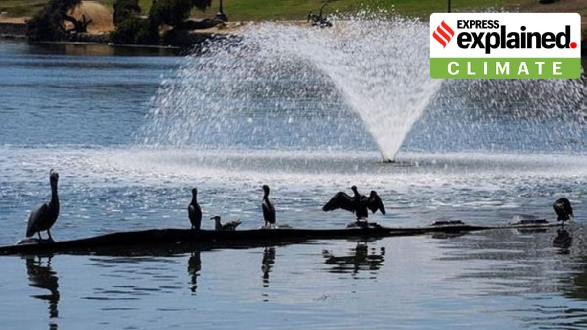 Birds bathing in water heat wave