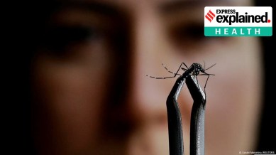 mosquito.