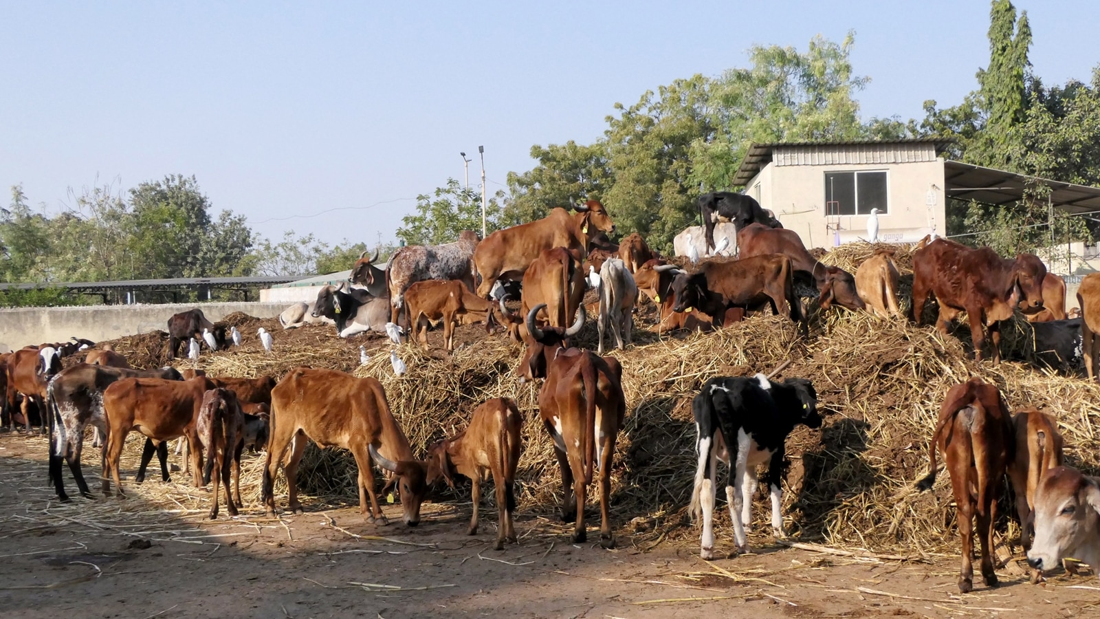 Families alleged ‘mob lynching’, but police chargesheet says cow ...