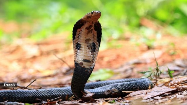 How a century-old drug could revolutionise cobra bite treatment ...