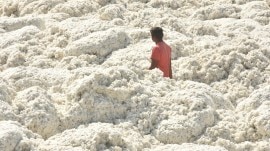 Cotton growers India