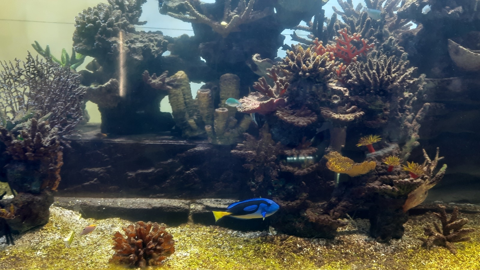 Cubbon Park aquarium