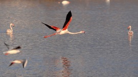 A high-level committee, led by the Principal Secretary of the Forest Department, has been appointed to study the conservation methods for the lake, designated as a natural habitat for flamingos. (Reuters), flamingo