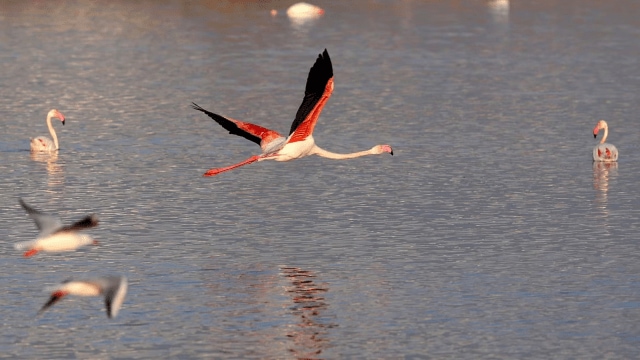 A high-level committee, led by the Principal Secretary of the Forest Department, has been appointed to study the conservation methods for the lake, designated as a natural habitat for flamingos. (Reuters), flamingo