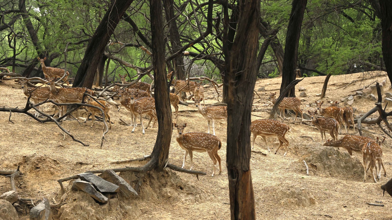 DDA proposes to retain 24 deer in Deer Park at Hauz Khas tells HC it will seek approval Delhi News The Indian Express