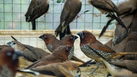 Delhi birds rescued