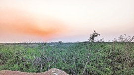 delhi tree falling, Ridge area tree falling, Delhi Preservation of Trees Act, power of tree officer, Arvind Kejriwal, BJP vs aap on tree falling, Supreme Court, delhi VK Saxena, Delhi Ridge news, Arvind Kejriwal, Indian express news