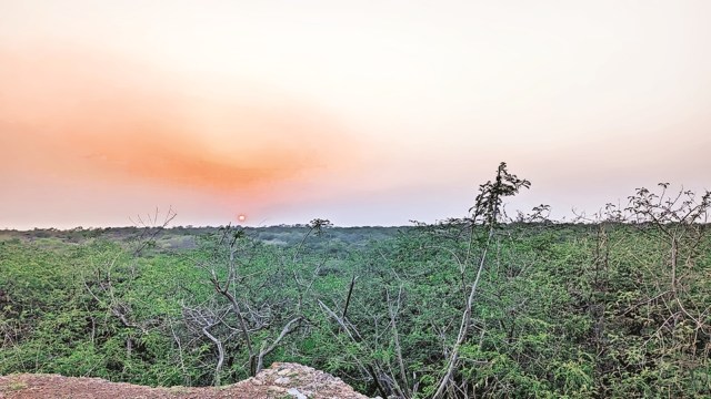 delhi tree falling, Ridge area tree falling, Delhi Preservation of Trees Act, power of tree officer, Arvind Kejriwal, BJP vs aap on tree falling, Supreme Court, delhi VK Saxena, Delhi Ridge news, Arvind Kejriwal, Indian express news