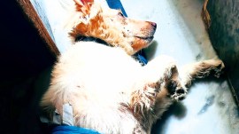 pet dogs, pet dogs save girl, Ghaziabad, Ghaziabad pet dogs save girl, delhi news, India news, Indian express, Indian express India news, Indian express India
