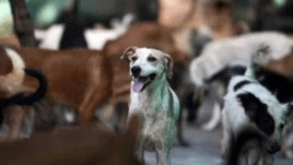 To enhance public accessibility, the Veterinary Health Department has introduced the VHD Mumbai New Portal.