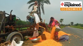 Green revolution in maize