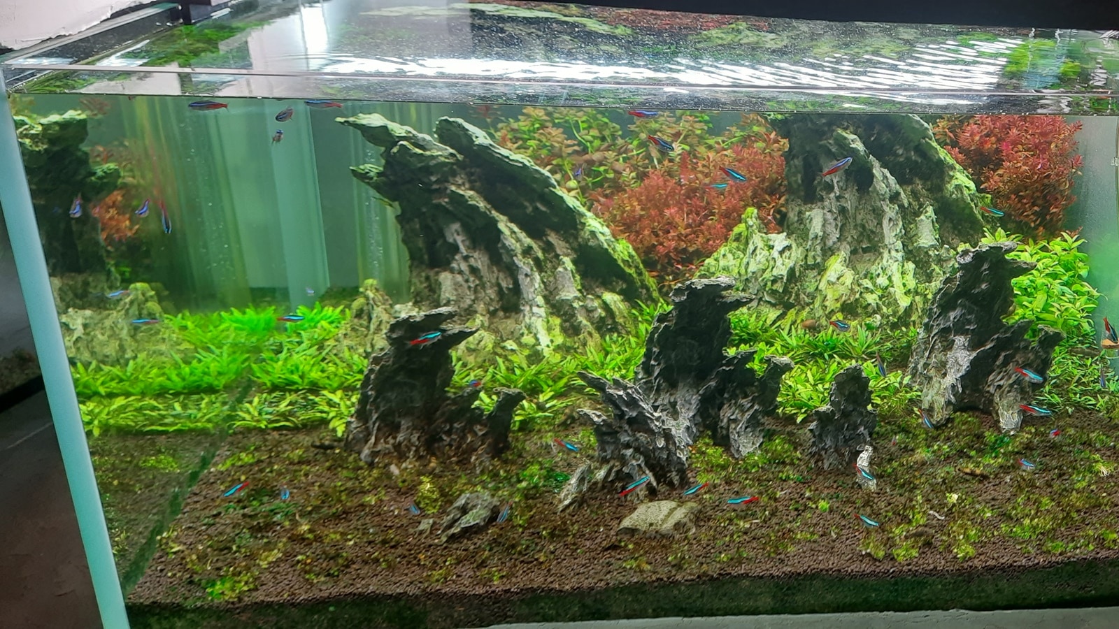 Cubbon Park aquarium