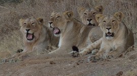 Lions in the Gir National Park and Wildlife Sanctuary in Gujarat. (Express archives)