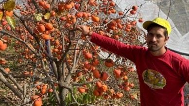 himachal apple farmers