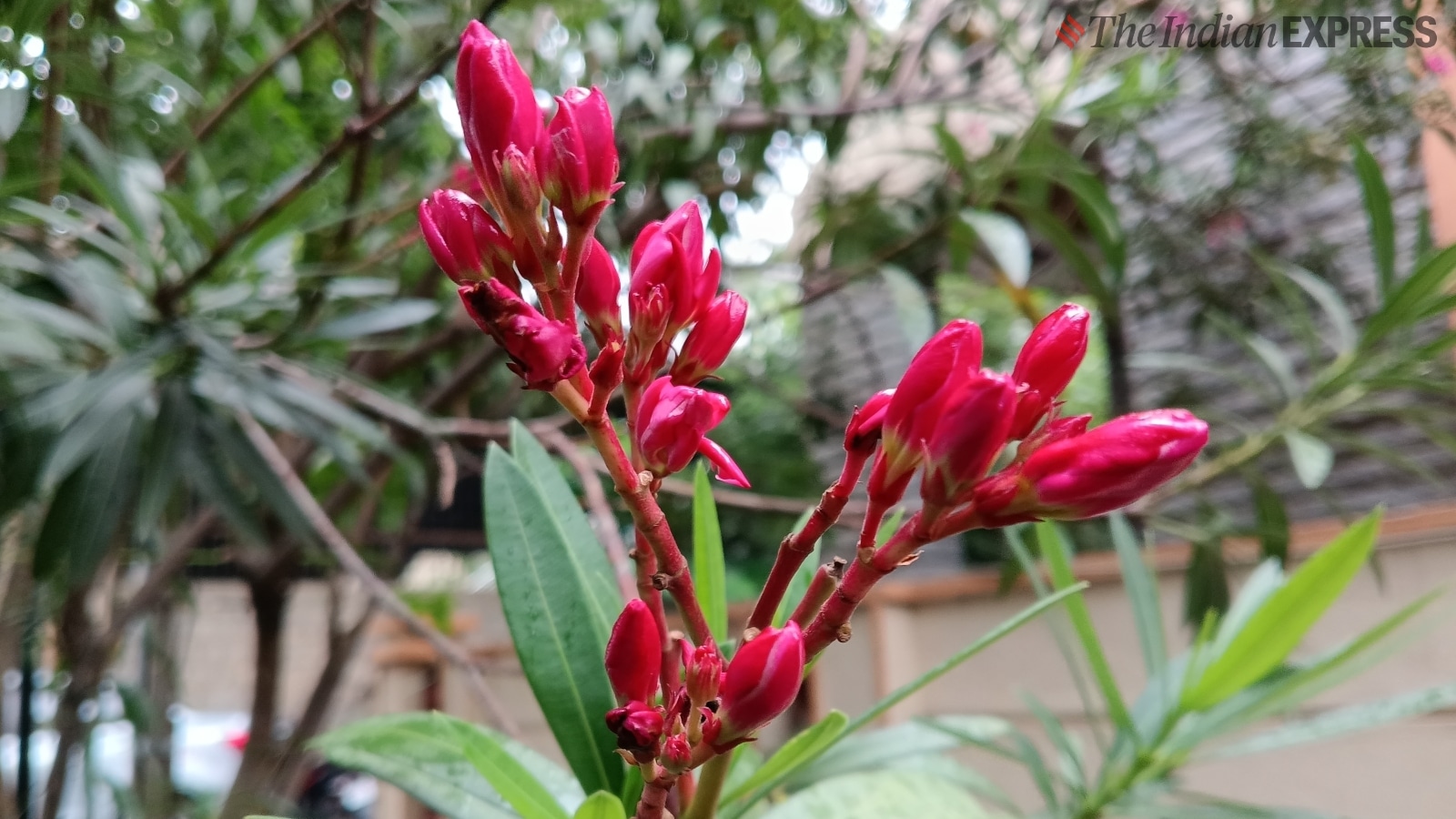 iQOO Z9 Lite camera sample