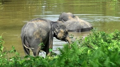 assam kaziranga floods